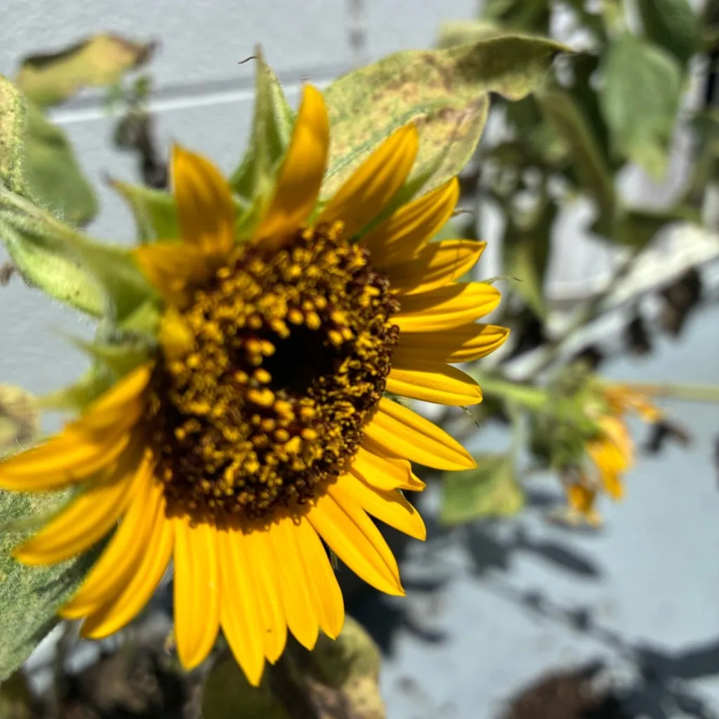 愛子さま — JP news