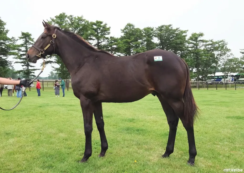 アウダーシア — JP news