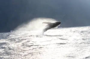 八丈島 — JP news