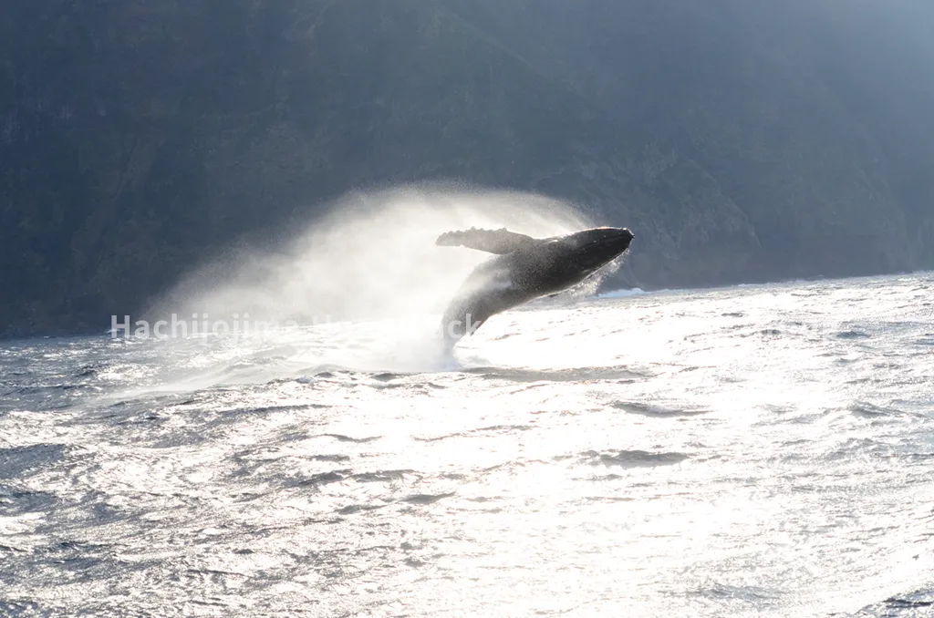 八丈島 — JP news