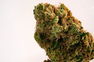 gmo — JP news