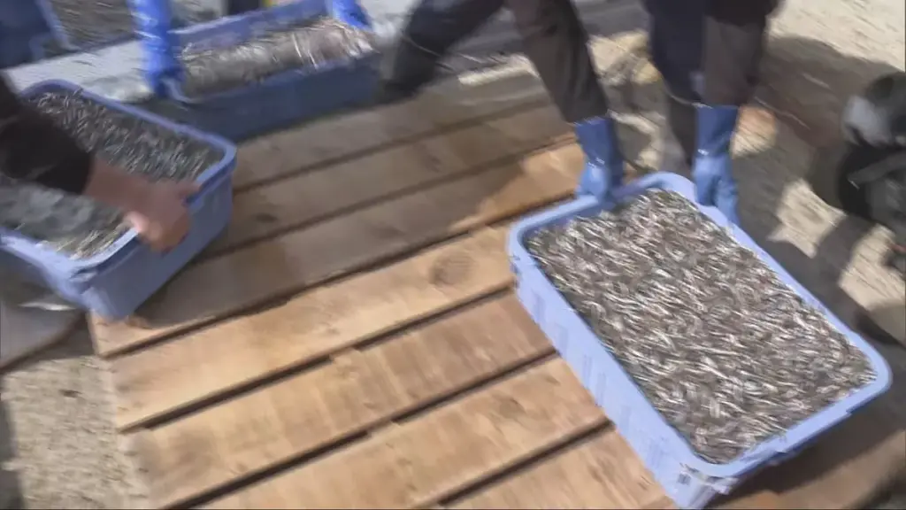 イカナゴ — JP news