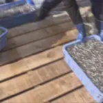 イカナゴ漁が解禁、播磨灘での初水揚げ