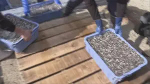 イカナゴ — JP news