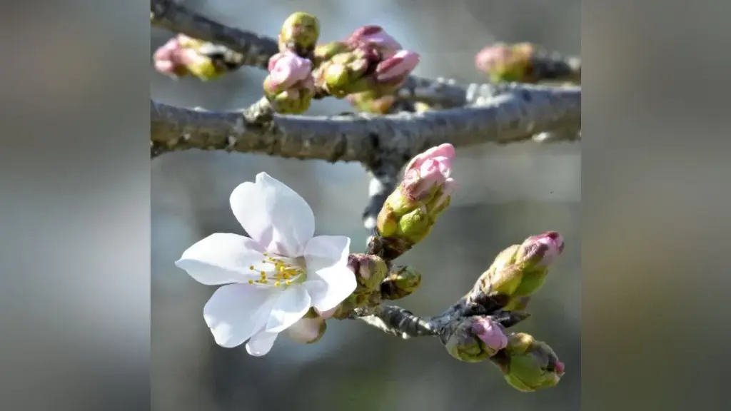京都 桜 — JP news