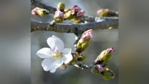 京都 桜 — JP news