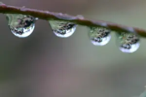 開花を促す雨 — JP news