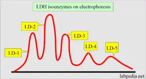 ldh — JP news