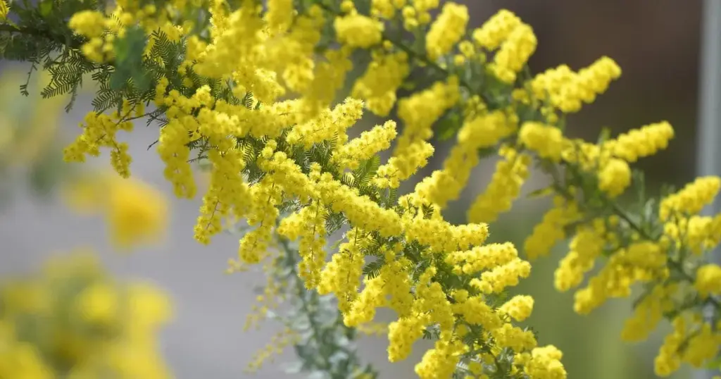 ミモザ — JP news