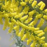 ミモザが象徴する国際女性デーの意義