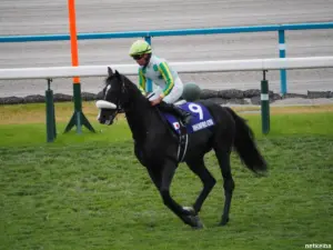 ニホンピロキーフ — JP news