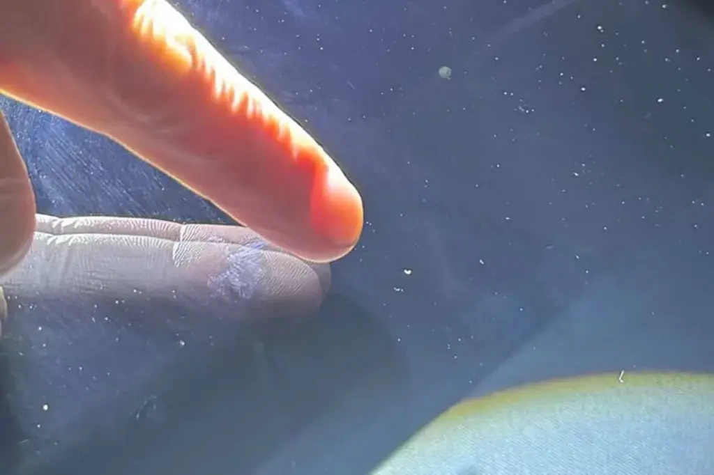 ニコニコレンタカー — JP news