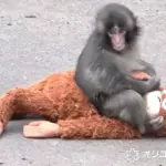 パンチくんの池落ち事件とその影響