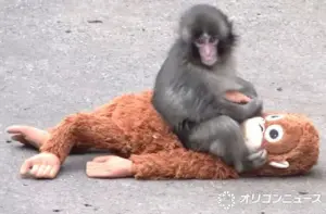 パンチくん — JP news