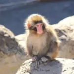 パンチくん: 市川市動植物園での挑戦と成長の物語