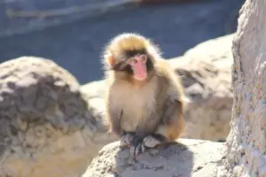 パンチくん — JP news