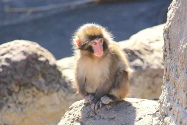 パンチくん — JP news