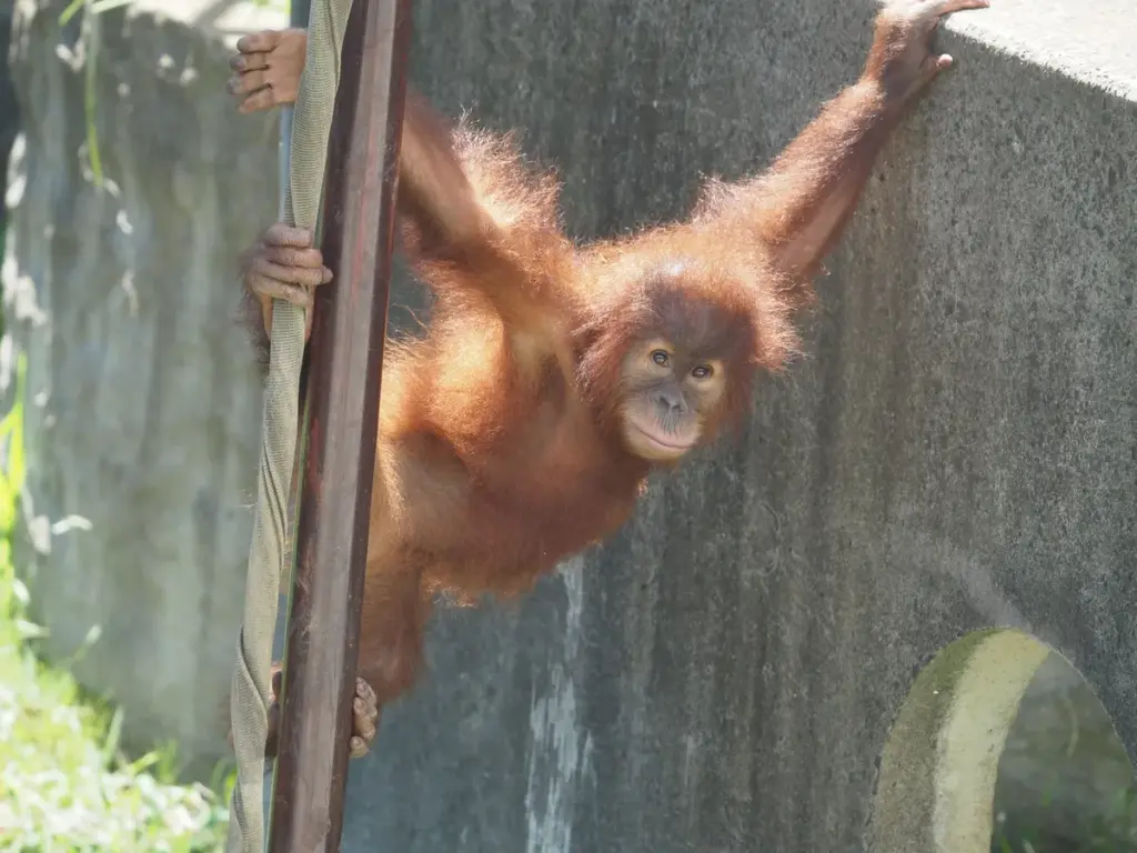 市川市動植物園 — JP news