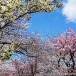 ソメイヨシノの開花宣言、飯田市で昨年より11日早く