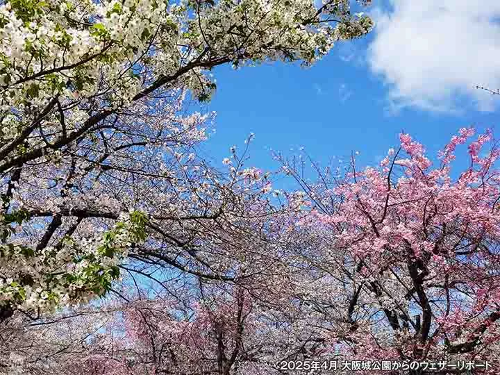 ソメイヨシノ — JP news