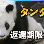 タンタンの魅力と特性