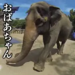 天王寺 動物園 ゾウ