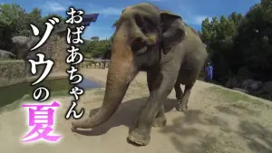 天王寺 動物園 ゾウ — JP news