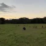 Wbc オーストラリア