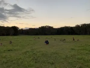 wbc オーストラリア — JP news