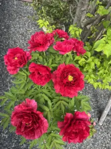 wbc 組み合わせ — JP news