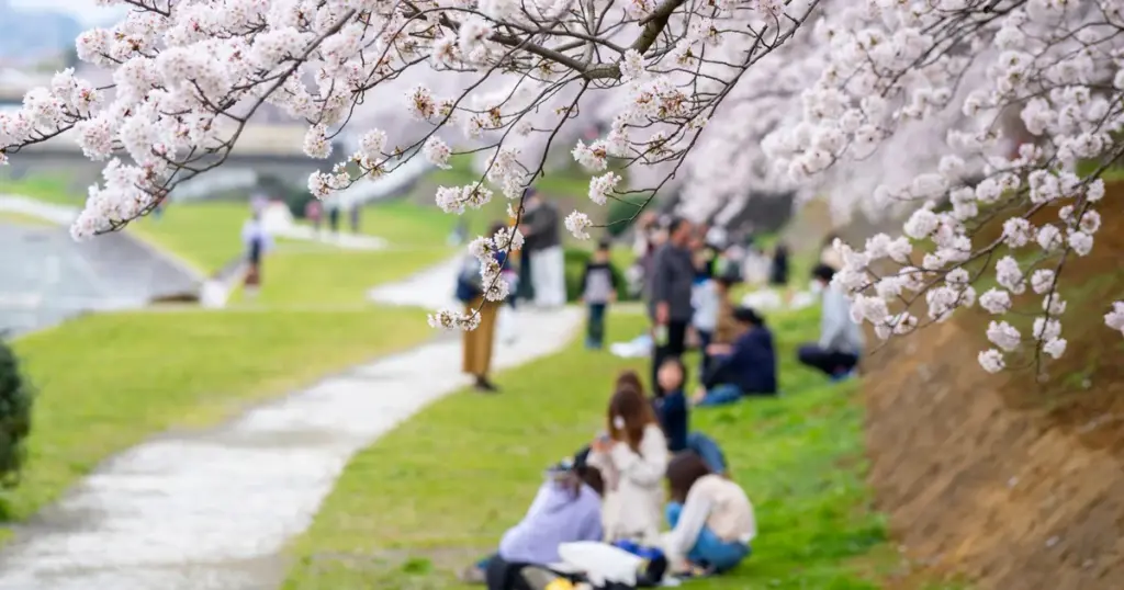 桜 開花予想 — JP news