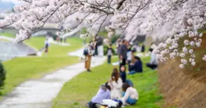 桜 開花予想 — JP news