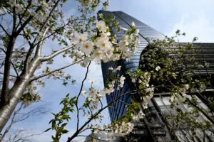 桜 開花 — JP news