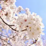 桜の開花を促す雨