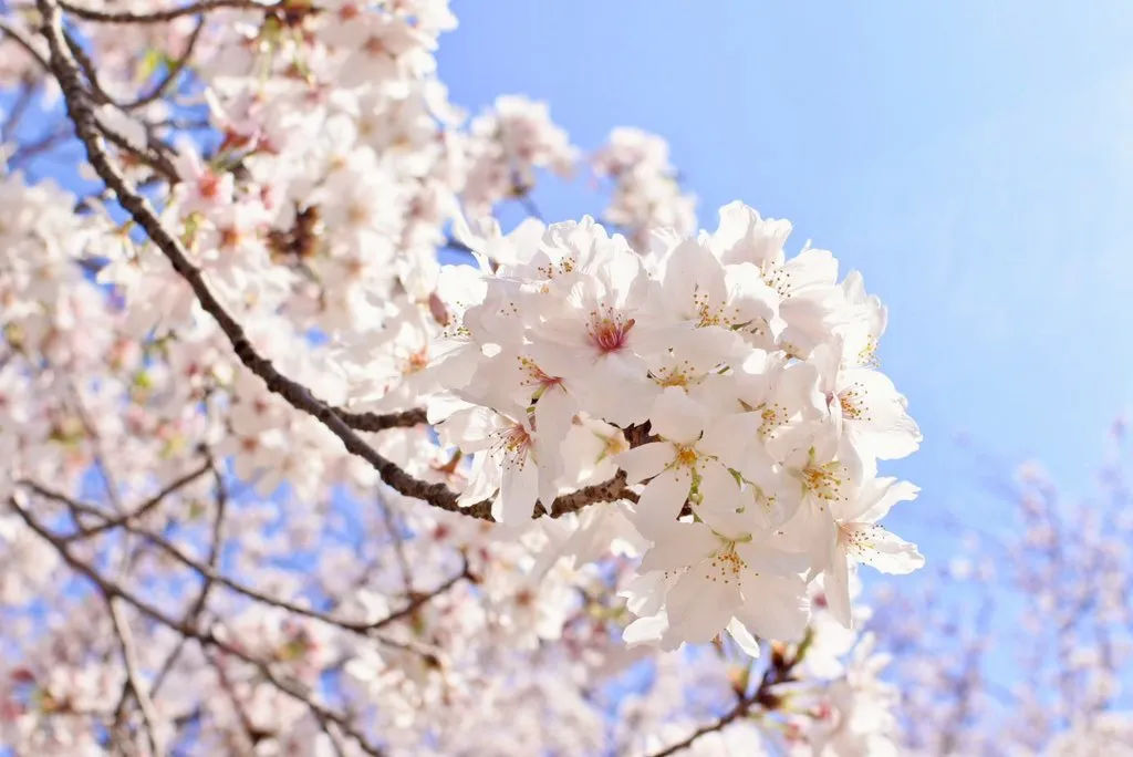 桜の開花を促す雨 — JP news