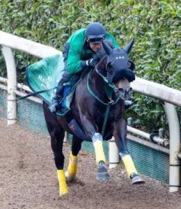 阪神競馬場 馬場 — JP news