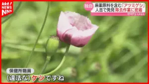 ケシ — JP news